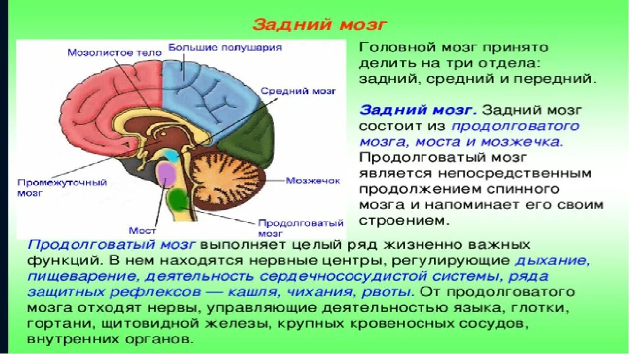 Вопросы по головному мозгу. Передний мозг промежуточный мозг и большие полушария. Функции большого полушария переднего мозга. Отделы головного мозга отвечающие за движение. Нервные центры и отделы головного мозга.