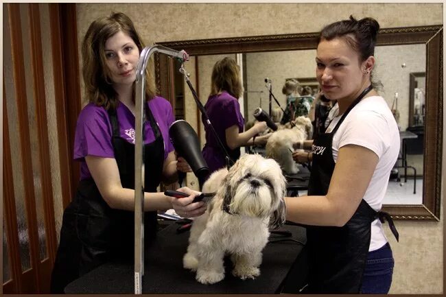 Требуются грумеры. Стрижка собак. Мастер груминга. Работа помощником грумера. Парикмахерские для собак.