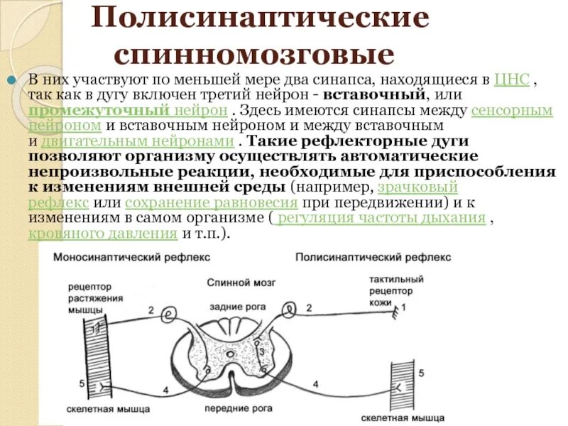 Моносинаптический рефлекс схема. Моносинаптическая рефлекторная дуга. Моносинаптические и полисинаптические рефлексы. Дуга моносинаптического рефлекса.