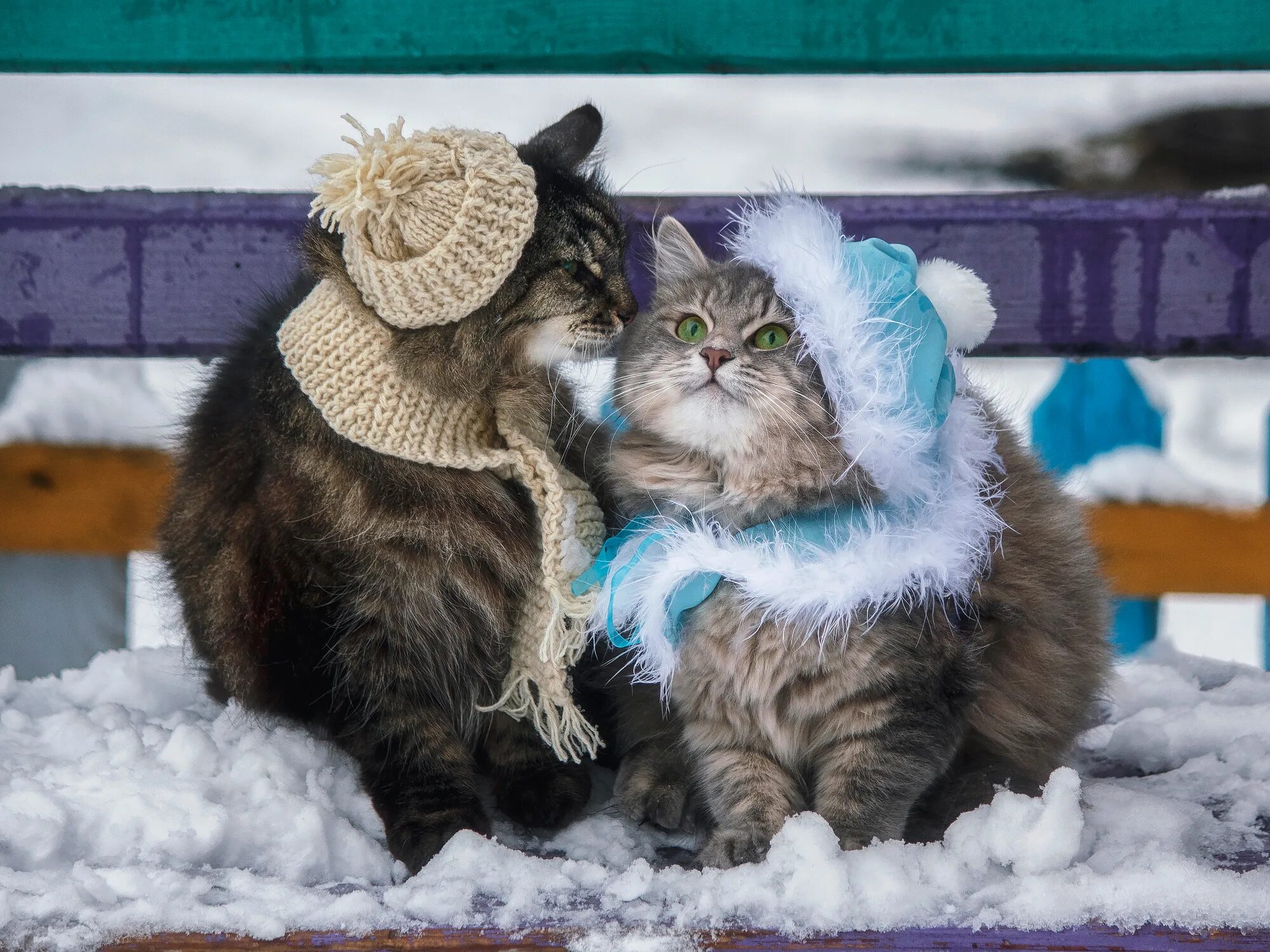 Зимние котики. Кошки зимой. Доброе утро зима кот. Доброе зимнее утро с котятами.
