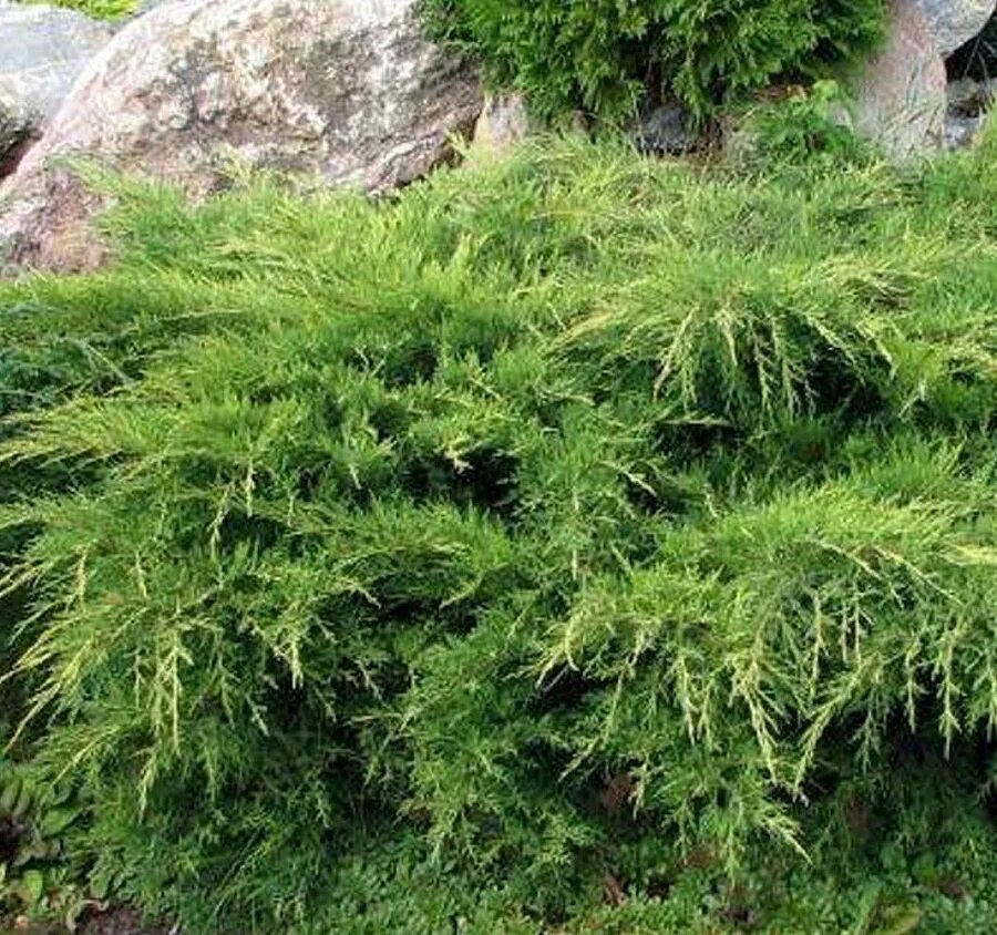 Juniperus media