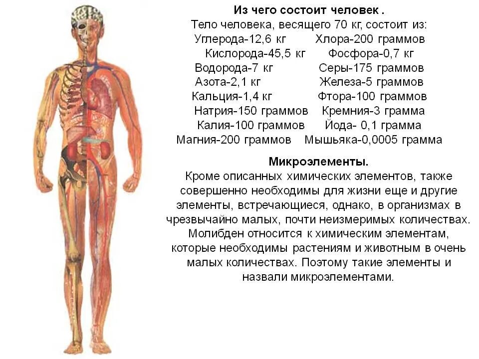 Он отличается большой и состоит из. Из каких веществ состоит организм человека. Химический состав человеческих органов. Из чего состоит человек. Из чего состоит человеческое тело.