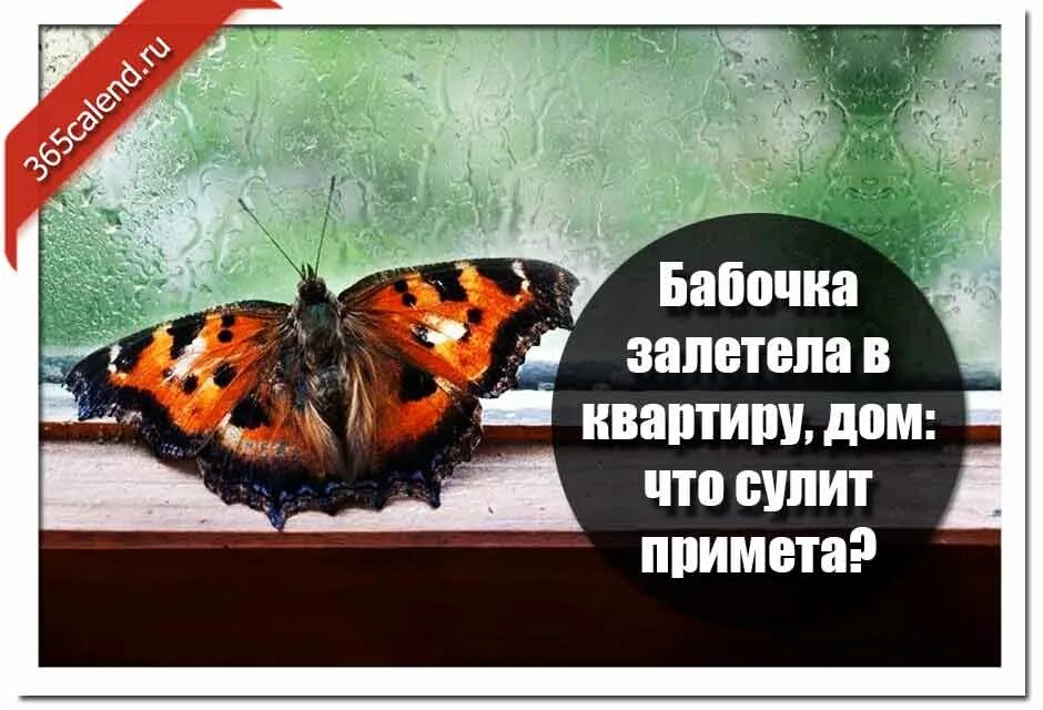 Появилась дома бабочка. Залетела бабочка Шоколадница. Бабочка залетела в дом. Бабочка залетела в квартиру примета. Если бабочка залетела в дом.