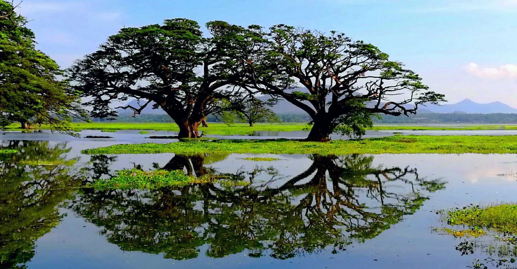 Тиссамахарама Шри Ланка. Тиссамахарама Шри Ланка озеро. Озеро дерево дзен. Крупные реки и озера Шри Ланки.