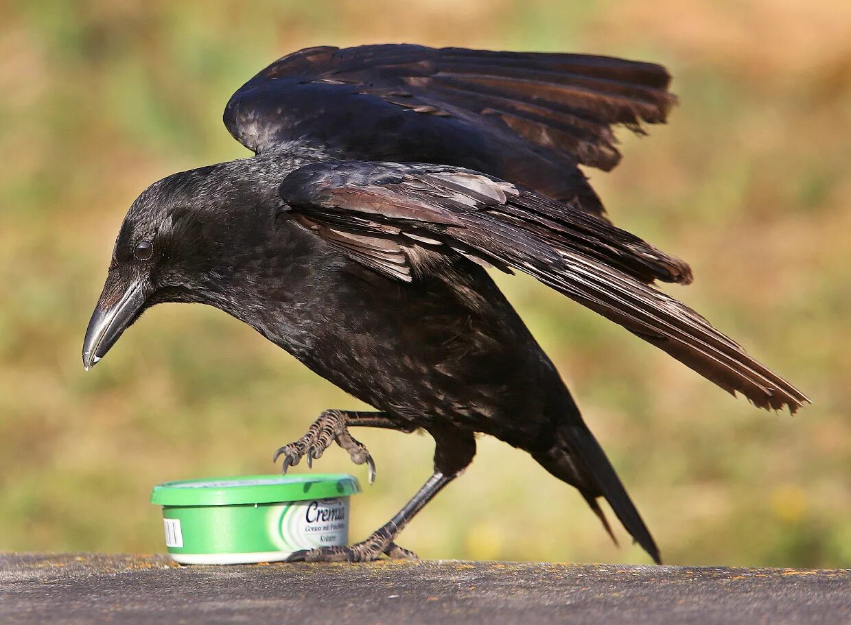 Грач (птица). Ворона ест. Австралийский ворон свистун. Серая ворона питается. Птица с червяком в клюве.