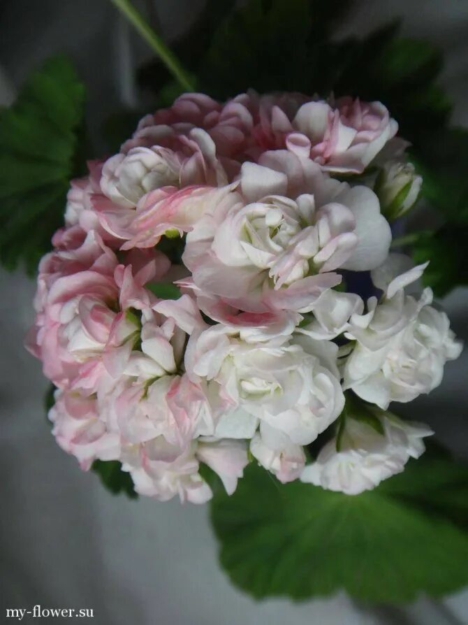 Пеларгония april snow. Пеларгония эйприл сноу. Пеларгонию сорта эйприл сноу. Пеларгония вектис сноу. Герань эйприл сноу.