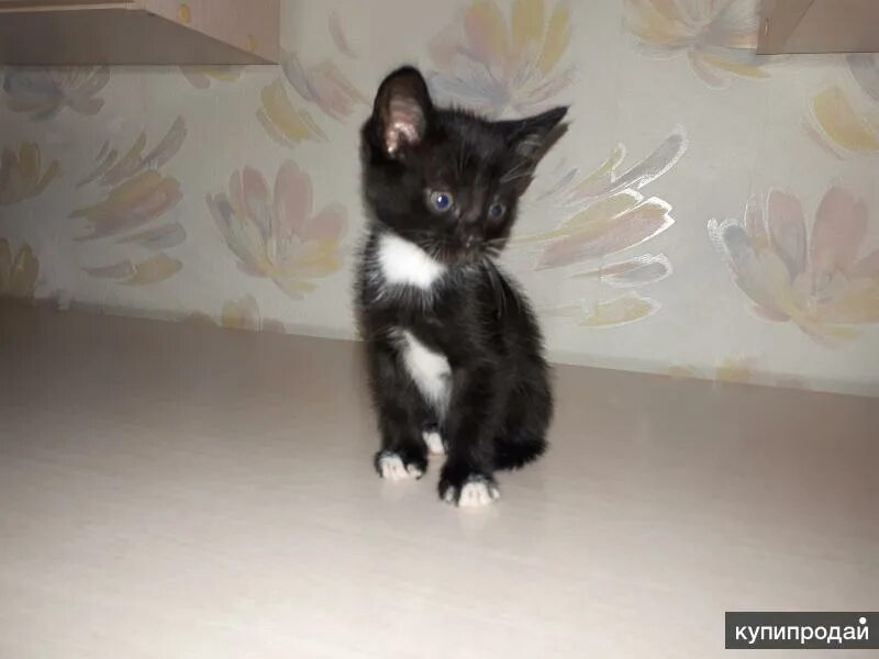 Котята в добрые руки в энгельсе. Котята в добрые руки кстово. котята в добрые руки во владивостоке. котенок в ставрополе в добрые руки.