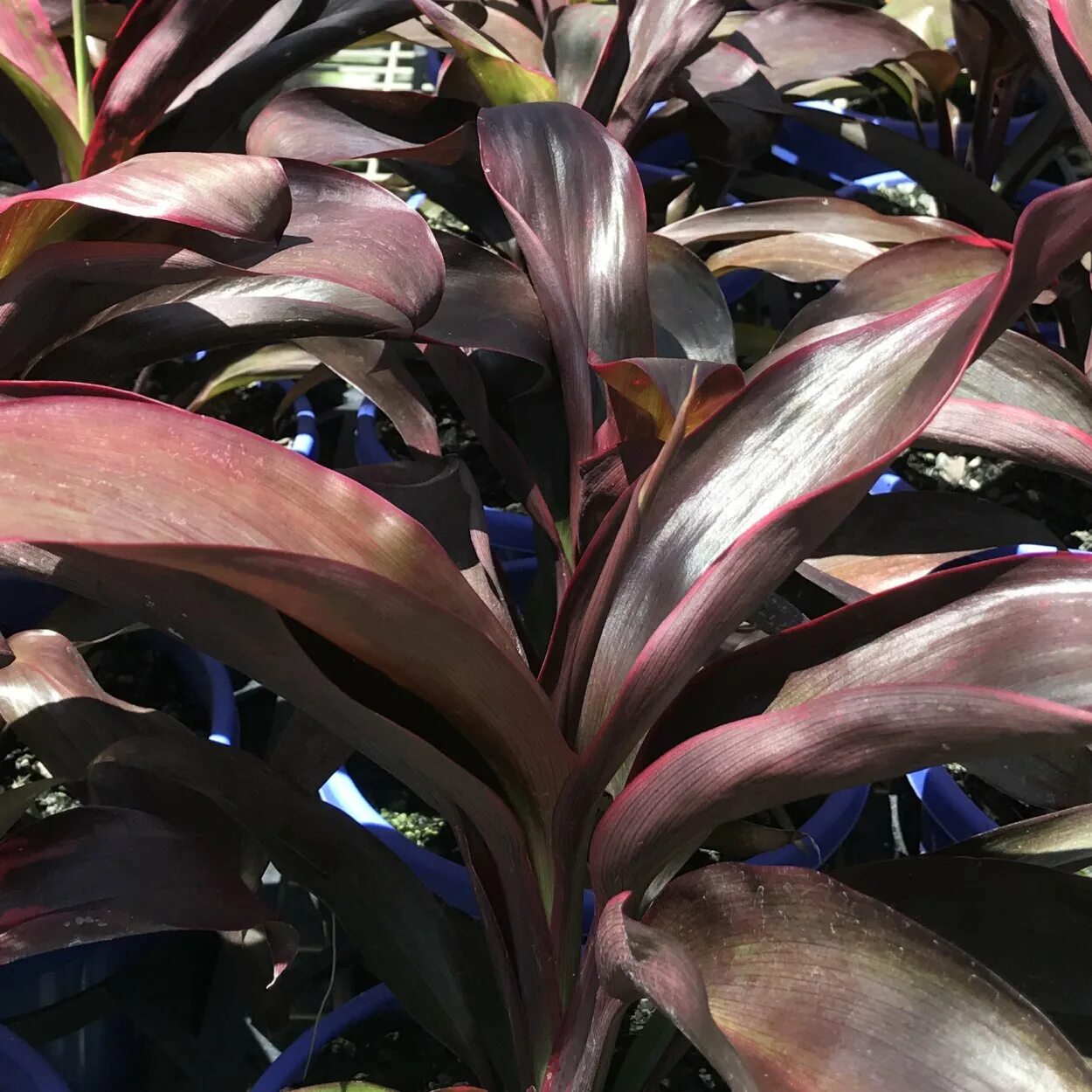 Кордилина конга. Кордилина верхушечная (cordyline terminalis). Кордилина зеленая. Кордилина конга. Кордилина фрутикоза.