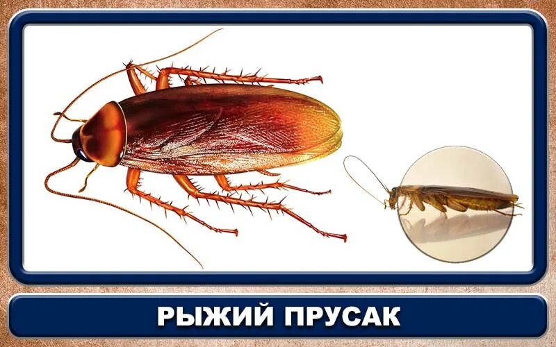 Почему тараканов называют. Рыжий таракан прусак. рыжий таракан таракановые. стасики тараканы. рыжий таракан или прусак.