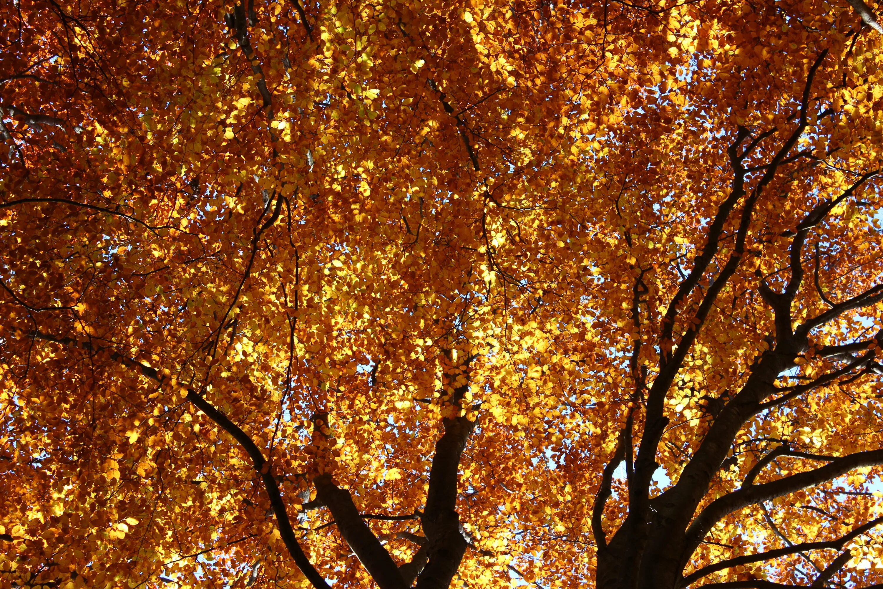 Листья золотые. Дерево с золотыми листьями. Золотая осень листья. Золотистая листва осень.