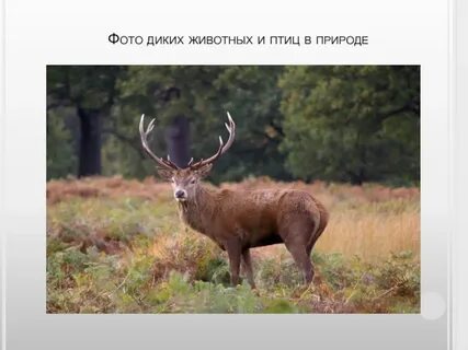 Олень 4 буквы сканворд