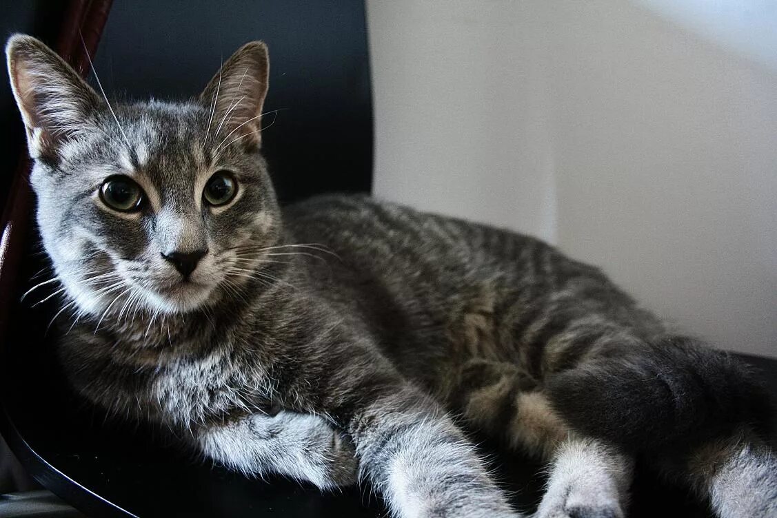 Котопуля. Random cat. Random cat. Рандомная кошка. Рандом кошка.