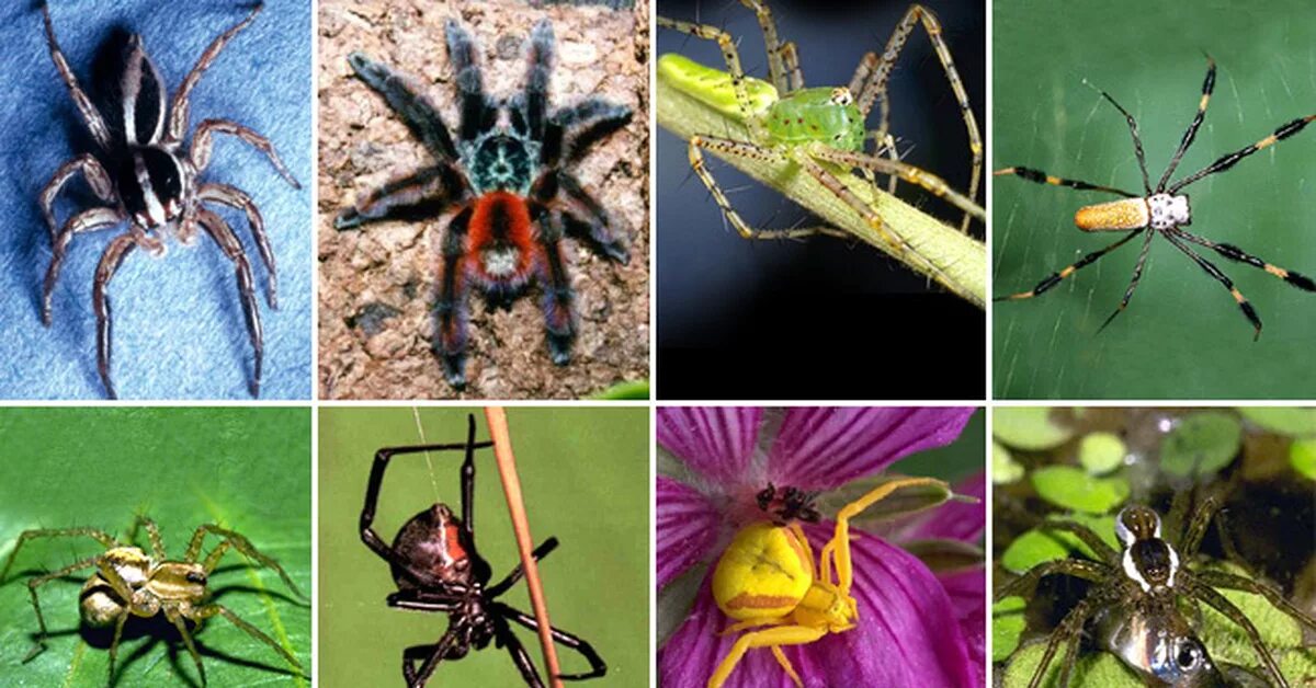 Паук относится к паукообразным. Пауки представители. Представители пауков названия. Разнообразие пауков с названиями. Пауки с названиями неопасные.