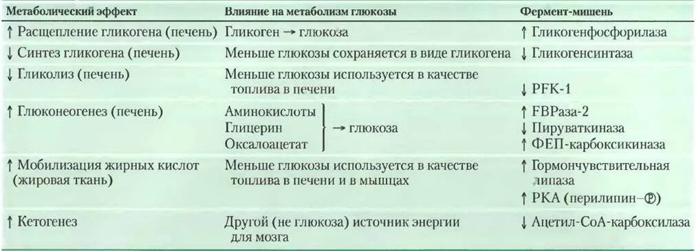 Глюкагон влияние на обмен веществ. Действие глюкагона на обменные процессы. Основные метаболические эффекты глюкагона. Клетки органы мишени глюкагона. Адреналин и инсулин характеристики