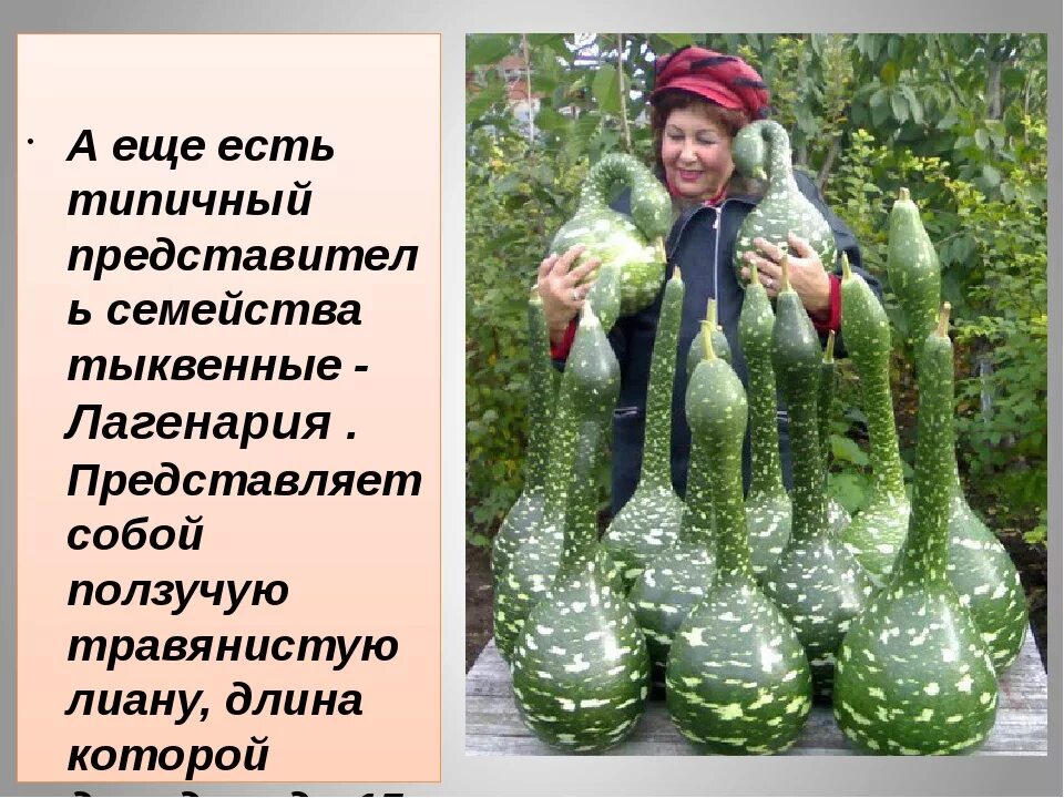 Огурец относится к тыквенным. Овощные культуры семейства тыквенных. растения семейства тыквенных. огурец семейство тыквенных. семейство тыквенные представители.