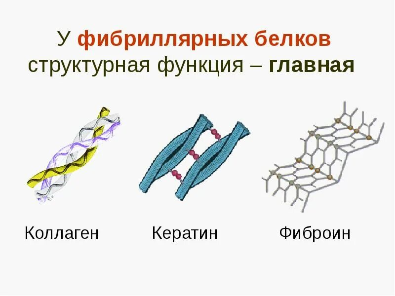 Структура белка фибриллярные белки. Фибриллярные белки структура. Третичная структура фибриллярного белка. Фиброин шелка структура.