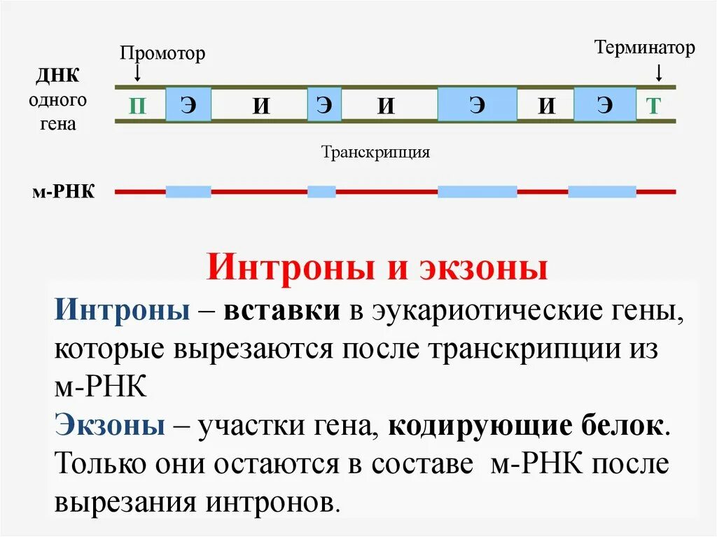 Последовательность транскрибируемой цепи гена днк. Кодирующие участки Гена Интрон Терминатор промотор Экзон. Строение эукариотического Гена промотор 5 Лидер экзоны. Интроны и экзоны ДНК. Терминатор транскрипции.