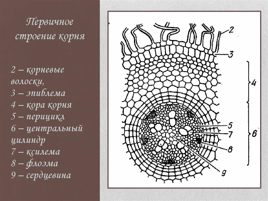 Ризодерма (эпиблема). Первичное строение корня ЕГЭ. Срез корня первичного строения. Первичное строение корня поперечный срез.