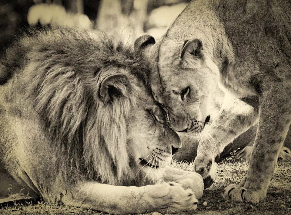Loving lions