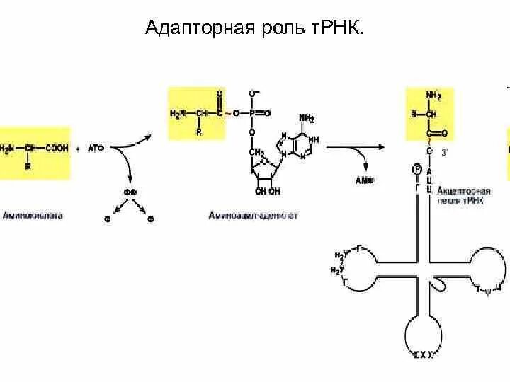 Адаптерная функция трнк. Адапторная функция трнк биохимия. адаптивная функция трнк. функции транспортной рнк. функции трнк.
