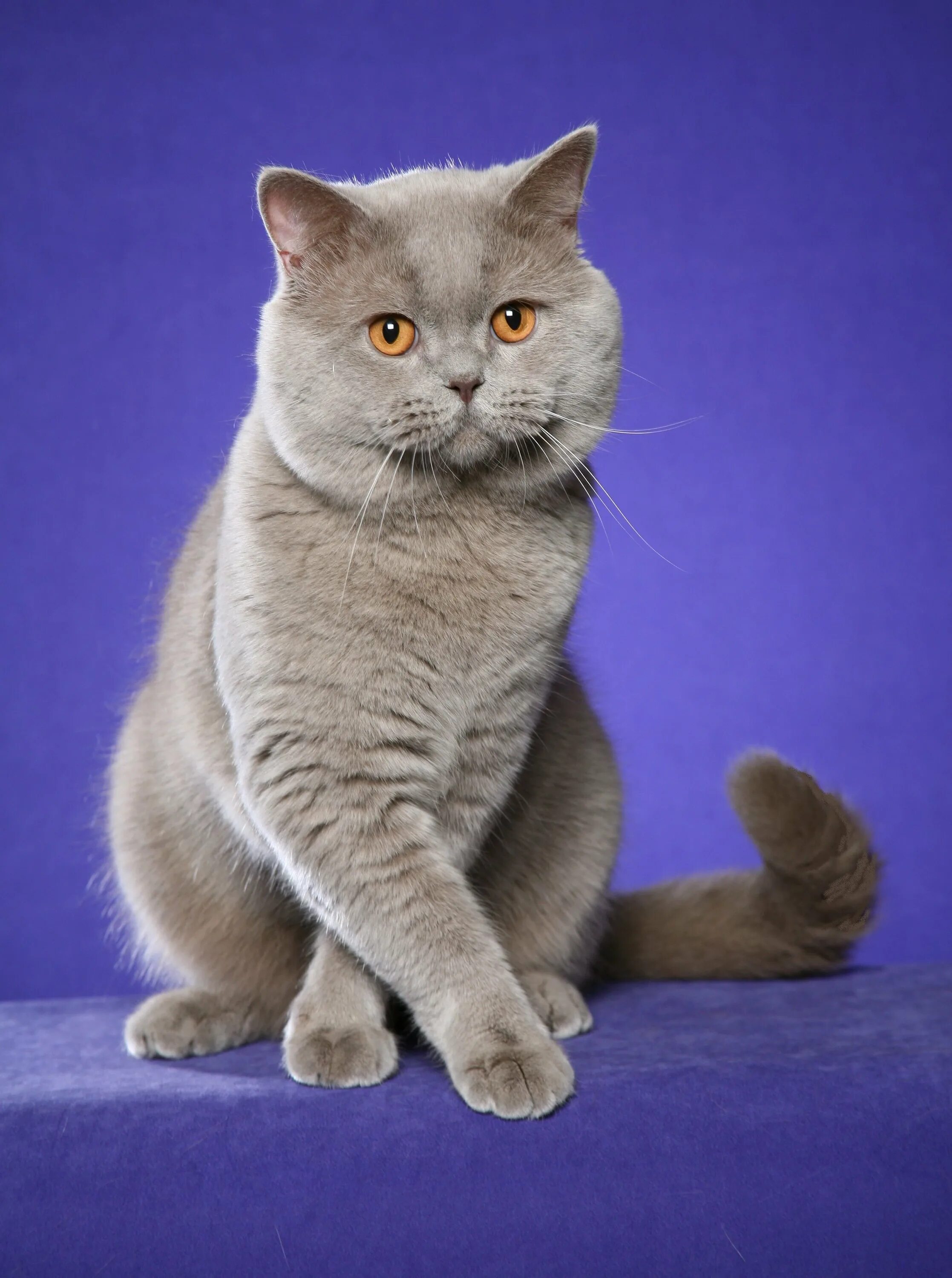 Британская. Британская короткошёрстная кошка. Порода Бритиш Шортхэйр. Британская короткошёрстная кошка голубая. Британские котята Бритиш шортайр.
