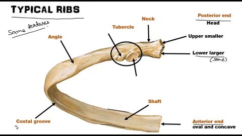 Rib на русском