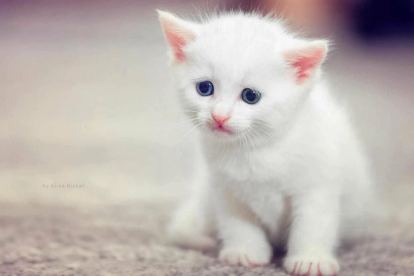 Милые кошки. Маленький котенок. Белый котенок. Милый котик. Белая киса