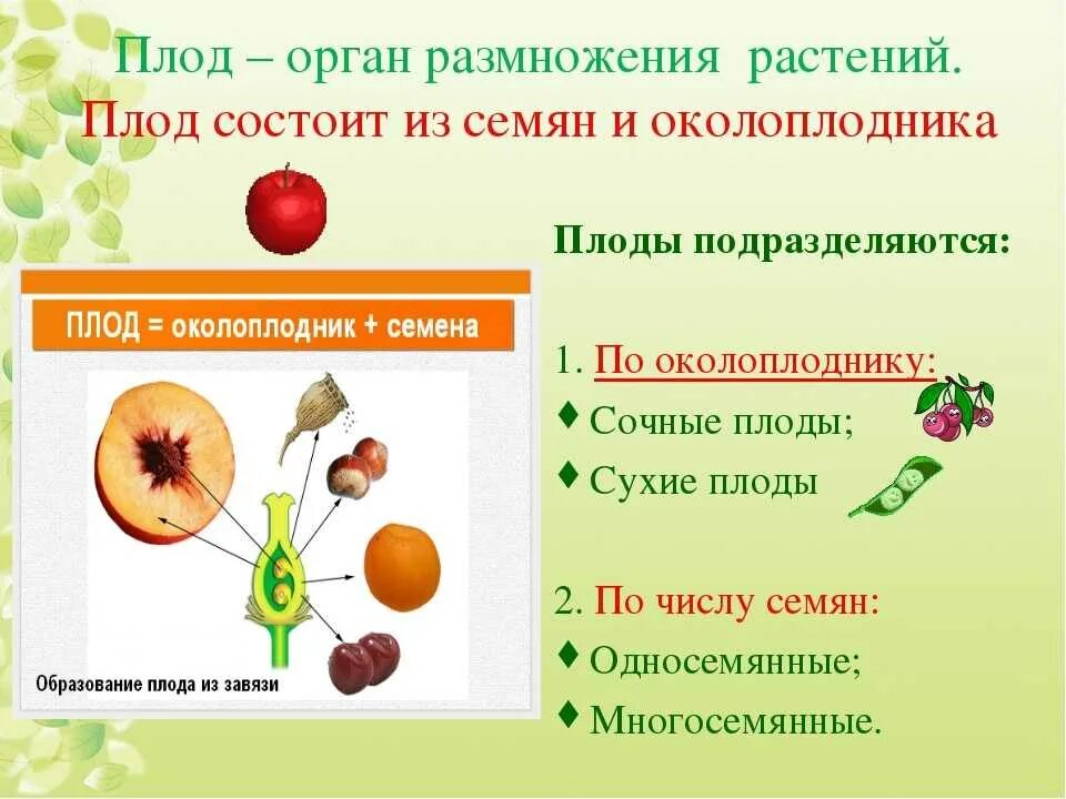 Конспект по биологии 6 класса на тему плоды. . Плод. Строение плодов и семян. Плоды цветковых растений. Плоды растений разнообразие.