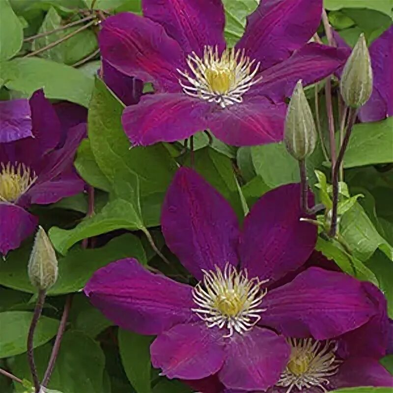 Guernsey Clematis Nurseries Comtesse de Bouchard