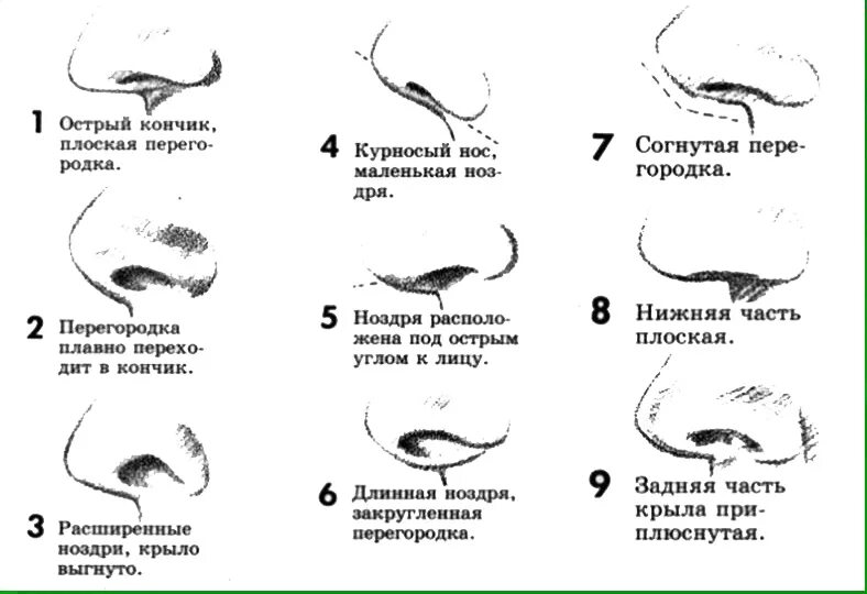 Nose description