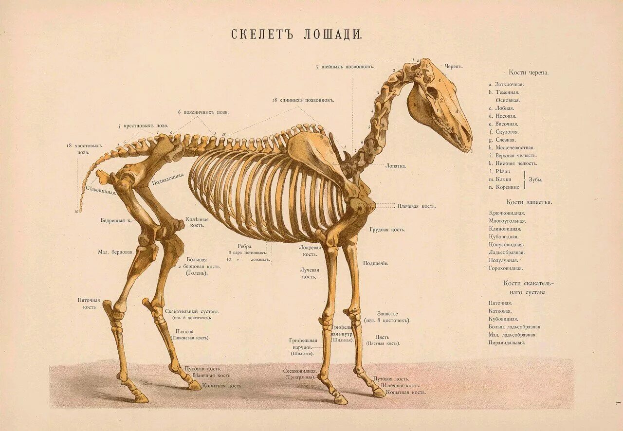 названия костей животных. анатомия собаки остеология. названия костей животных. осевой скелет крс. строение теленка скелет.
