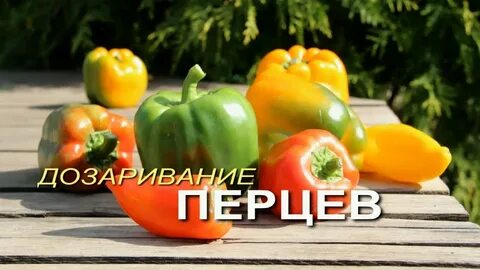 Как дозаривать перцы