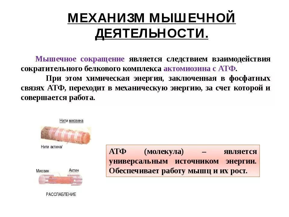 мышечная деятельность невозможна без. процесс мышечной деятельности. виды мышечной деятельности. мышечная деятельность у детей. мышечная активность.