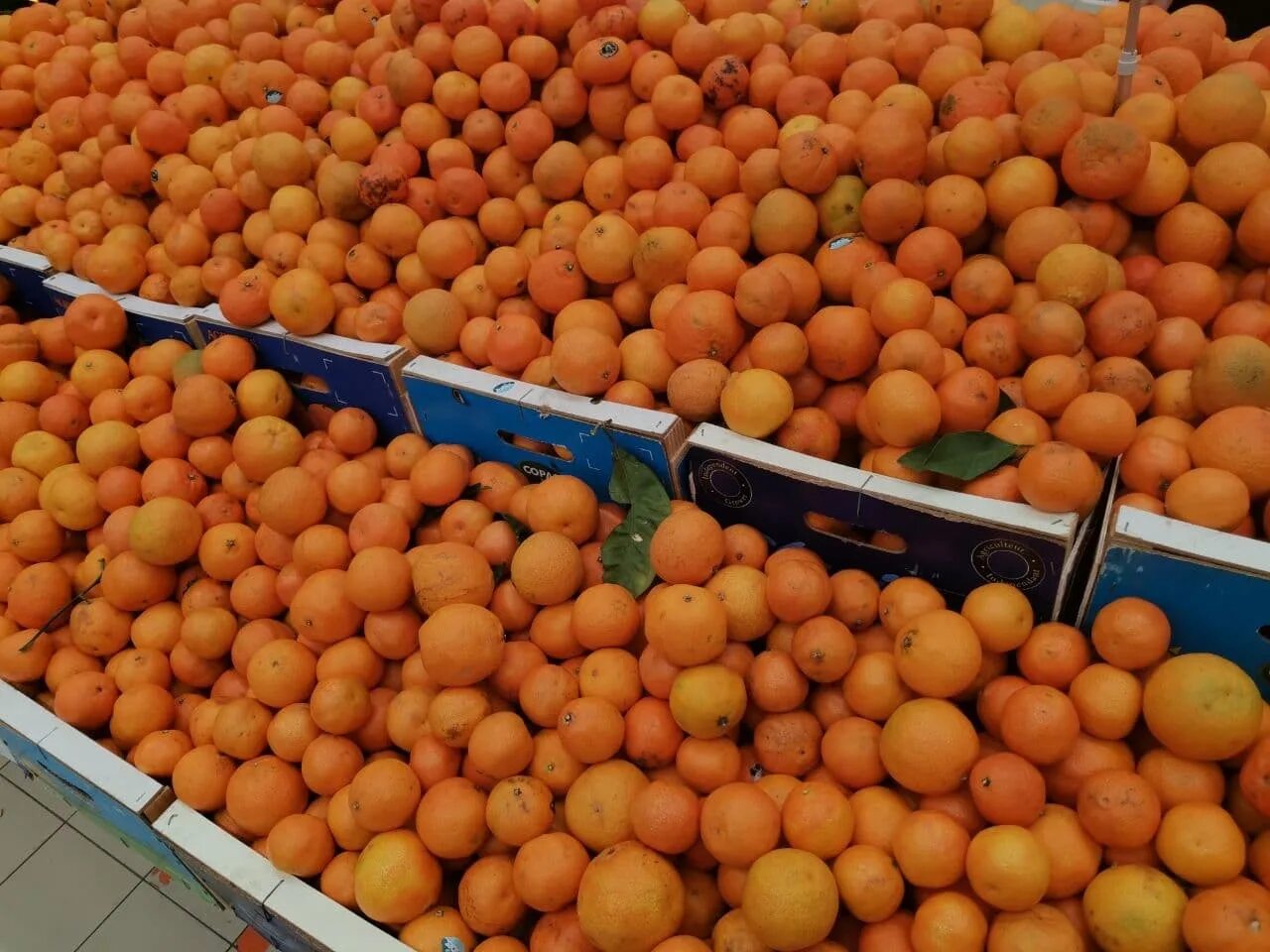 Мандарин китаец. Фрукты на руси. Ем много мандаринов почему. Ем много мандаринов почему. Чем полезны мандарины.