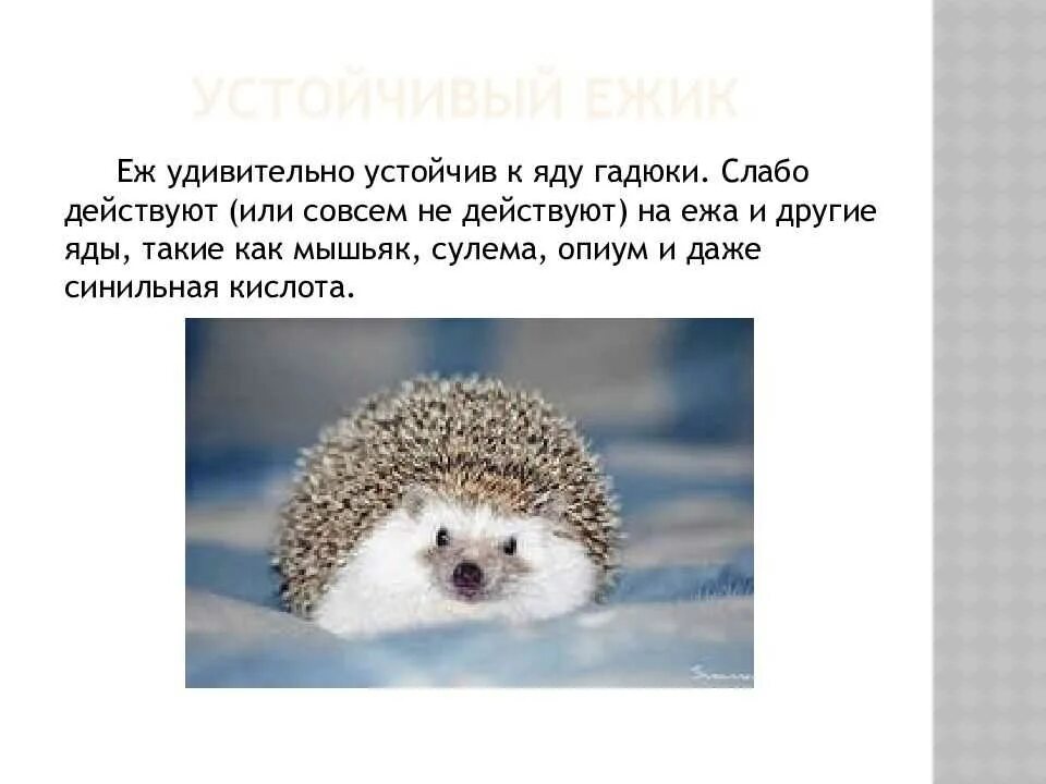 Интересно о ежах. Интересные факты о ежах. интересные факты о еже. факты о ежиках. интересные факты о ежах 2 класс.