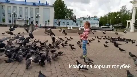 Кормить голубей хлебом