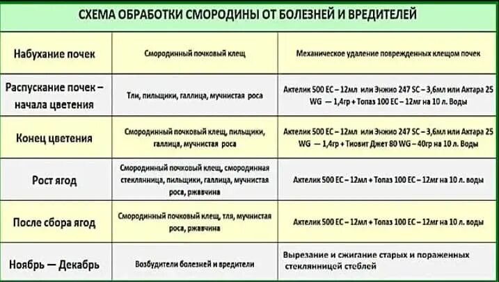 Схема обработки смородины от болезней. Схема обработки смородины от болезней и вредителей. Чем обработать смородину весной от вредителей. Обработка кустов смородины весной от вредителей.