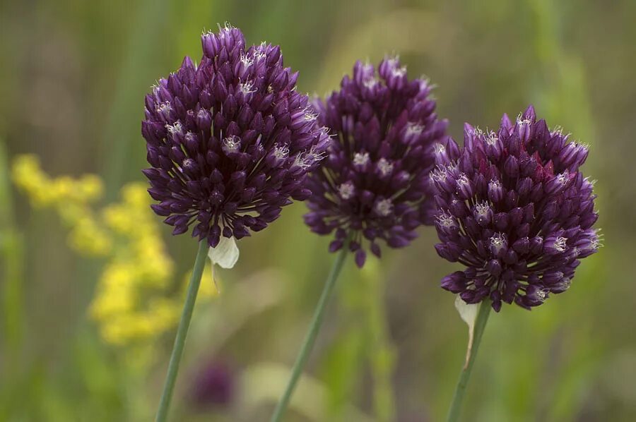 Лук сорняк. Лук круглый (Allium rotundum). Лук круглый (Allium rotundum l.). Allium rotundum Луговой. Лук Вальдштейна.