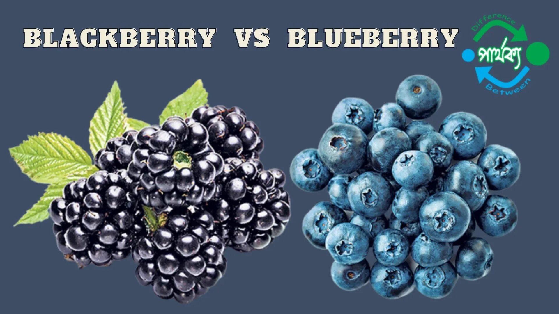 Bilberry vs Blueberry. BLACKBERRY Dumanni. Bilberry перевод. Blueberry jpeg.