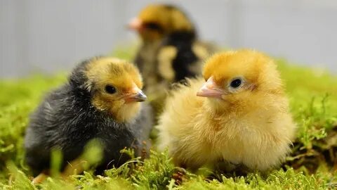 Тимберлейктің жалаңаш пенисі