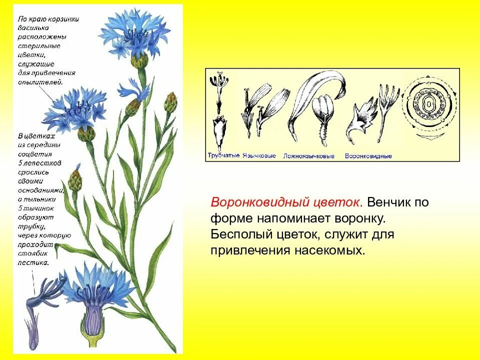 Василек синий диаграмма цветка. Василёк синий схема соцветия. Василек воронковидный цветок. Василек строение соцветия. Тип василька