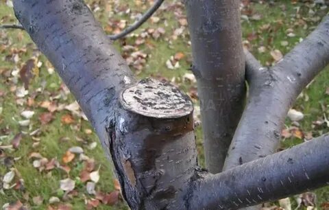 Замазать яблоню