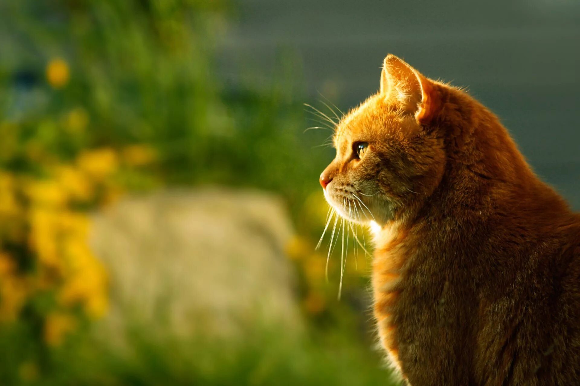 Фон рыжий кот. Рыжий кот. кот на солнышке. рыжий кот сидит на столе. кот в профиль.