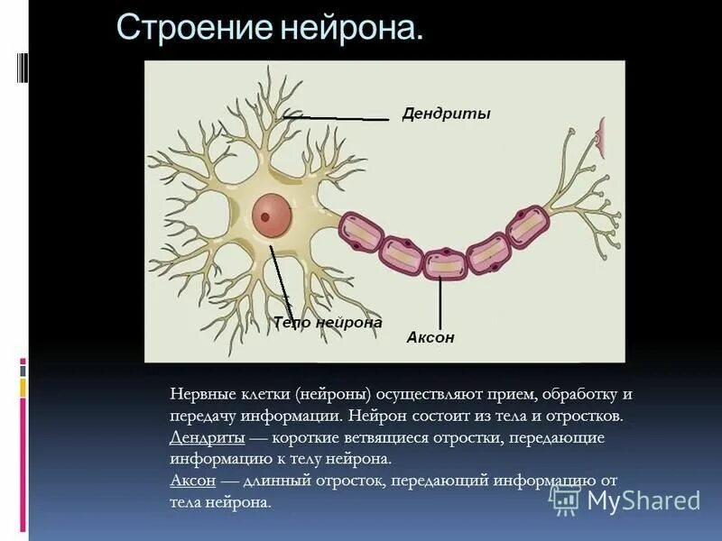 Короткие аксоны сильно ветвятся