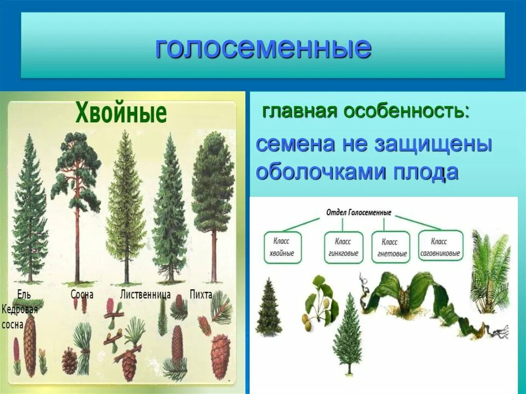 2 представителя голосеменных. Хвойные голосеменные схема. хвойные растения отдел голосеменные растения. представители хвойных голосеменных растений. отдел голосеменные класс хвойные.
