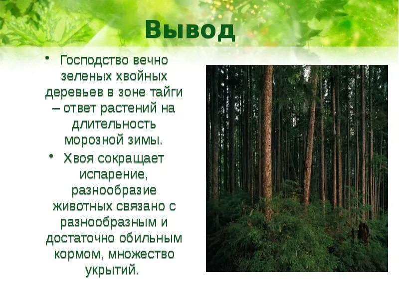 Тайга биология. Зона смешанные широколиственные хвойные леса. Тайга природная зона. Тайга презентация. Климат зон хвойных лесов