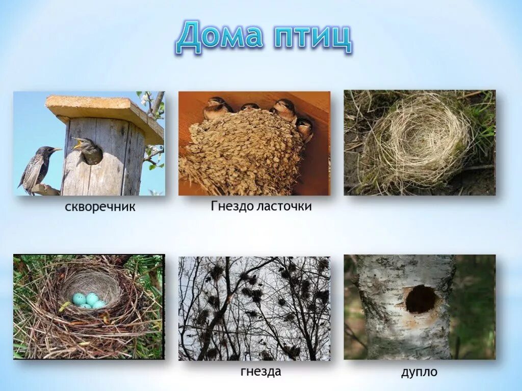 Гнезда птиц названия. Перелетные птицы, гнезды. Гнездо для птиц.. Птицы и их гнезда. Перелётные птицы для дошкольников в гнезде.