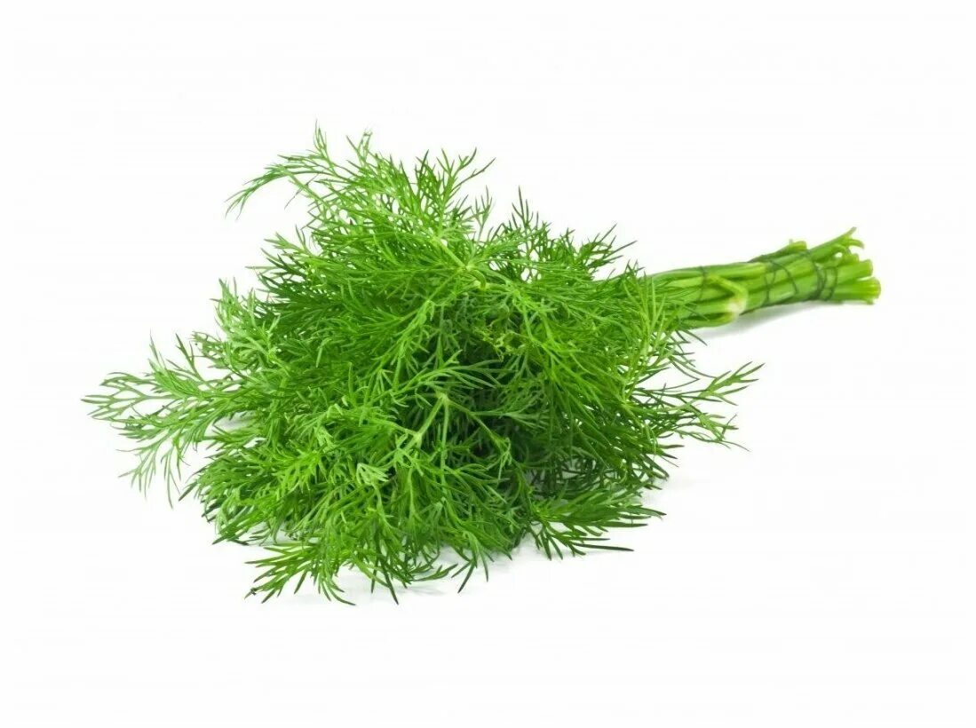 Зелень кинза укроп. Сорт укропа татран. Укроп севен. Укроп гринсливз. Укроп.