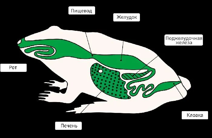 Строение пищеварительной системы земноводных. Пищеварительная система амфибий схема. Пищеварительная система земноводных схема. Земноводные пищеварительная система 7 класс. Земноводные пищеварительная система таблица