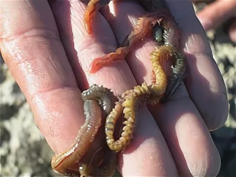 Нереис морской червь среда обитания. Полезный морской червь 7 букв сканворд. Морской лиманский червь. Многощетинковый морской червь чёрное море. Морской лиманский червь.